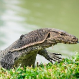 Monitor lizard roaming a park in Bangkok.